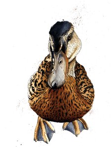 Le Canard sur blanc, 2019