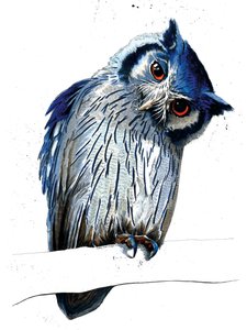 Le Hibou à Face Blanche du Nord sur Blanc - Mike Davis