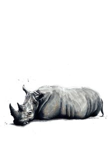 Le Rhinocéros sur Blanc