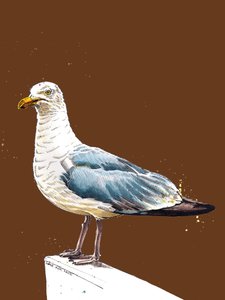 La mouette sur orange brûlé, 2020