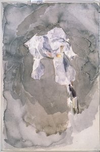 Iris blanc