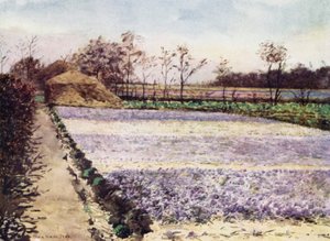 Un champ de crocus
