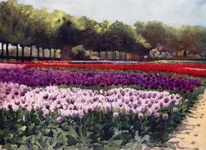 Tulipes Darwin