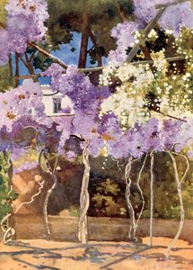 La tonnelle de glycine, Le Palais Royal, Athènes