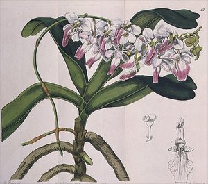 Aerides Crispum (orchidée)