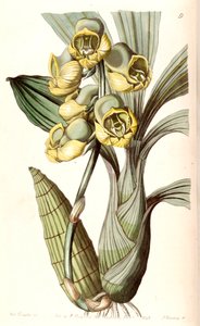 Catasetum planiceps - Miss Drake
