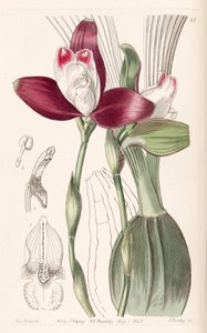 Lycaste macrophylla (comme syn. Lycaste plana)