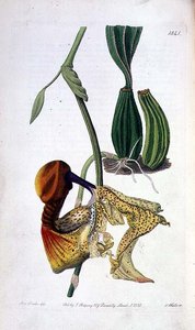 Orchidée : Laelia autumnalis, publié par I. Ridgway