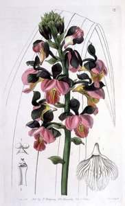 Orchis Lissochilus Roseus, publié par I. Ridgway