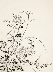 Fleurs et herbes d