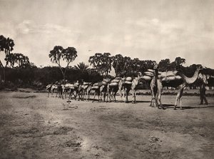 Caravane de chameaux, 09/05/1936