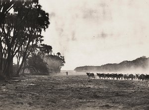 Bétail conduit vers la rivière Gasc, 09/05/1936 - Modestino Baldinetti