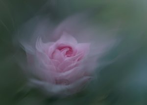 Rose rose de rêve - Molly Fu APA