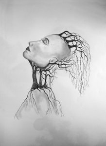 Mort des arbres 2