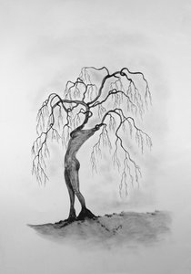 Mort des arbres 3