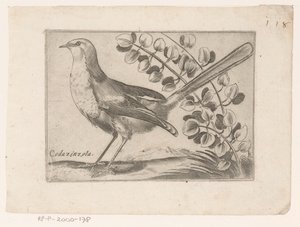 Oiseau - Monogrammist AG