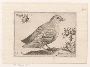 Oiseau
Passra Indiana (titre sur l