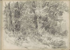 Paysage forestier