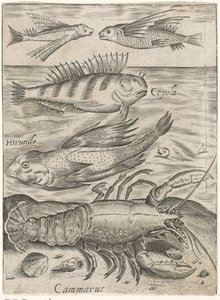 Étude de quatre poissons et un homard
Piscium vivae icones (titre de la série) - Monogrammist P+P