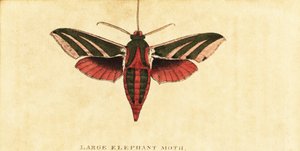 Sphinx de l