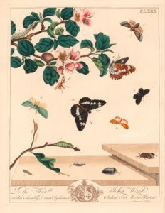 Papillon de nuit à huit chiffres, Diloba caeruleocephala, amiral blanc, Limenitis arthemis, balayeur de cheminée, Odezia atrata, arches rouges, Callimorpha miniata, papillon à plumes brunes, Pterophorus pterodactylus, lignes argentées rares, Bena bicoloran
