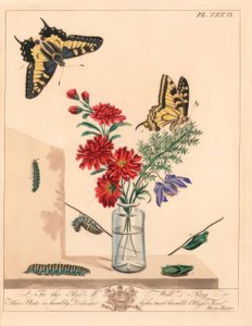Papillon machaon, Papilio machaon. Lithographie en couleur à la main d