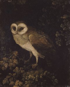 Un hibou - Moses Haughton
