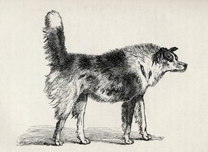 Chien de berger métis avec des intentions hostiles, de 