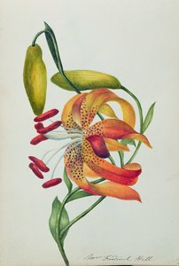Lys tigré