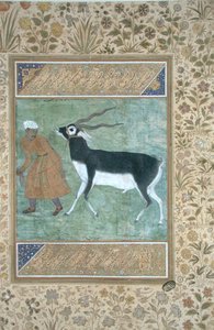 Un cerf noir indien conduit par son gardien, c.1616