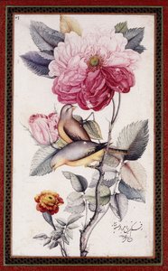 Gul-o Bulbul, vers 1849-50