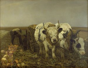 Récolte de navets