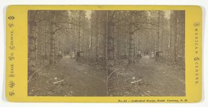 Bois de la cathédrale, North Conway, N.H.