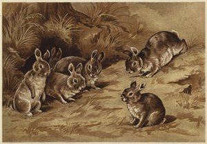 Bébés lapins