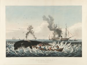 La pêche à la baleine : Attaque d