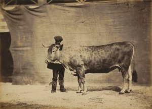Vache garonnaise, âgée de 5 à 6 ans, 1856 (photo) - Nadar Jeune (1825 1903)