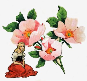 Le Petit Poucet - Nadir Quinto