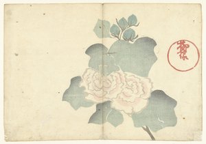 Pivoines