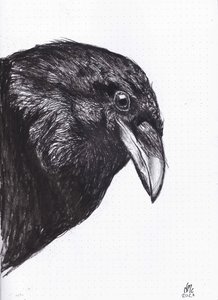 Corbeau ou corneille - Nancy Moniz Charalambous