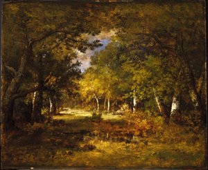 Scène de forêt
