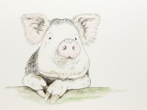 Un cochon mignon peint à l