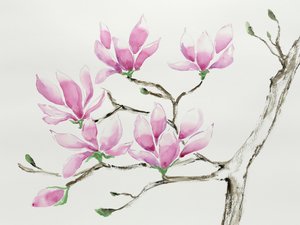 Magnolias rose pâle