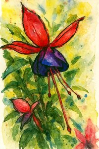 Fleur aquarelle fuchsia
