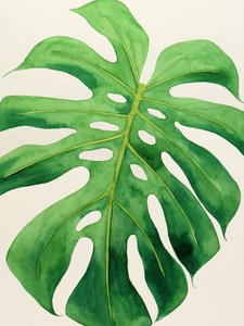 Feuille de monstera tropical