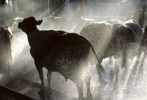 Les vaches laitières sont lavées sous une douche avant d