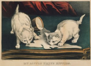 Mes petits chats blancs - En bêtises