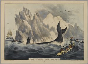 Capture de la baleine