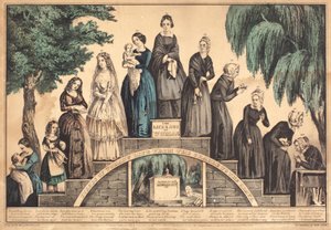 La vie et les différentes étapes de la vie d