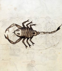 Le signe du zodiaque Scorpion