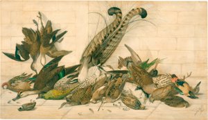 sans titre (Oiseaux de gibier australiens) - Neville Henry Cayley